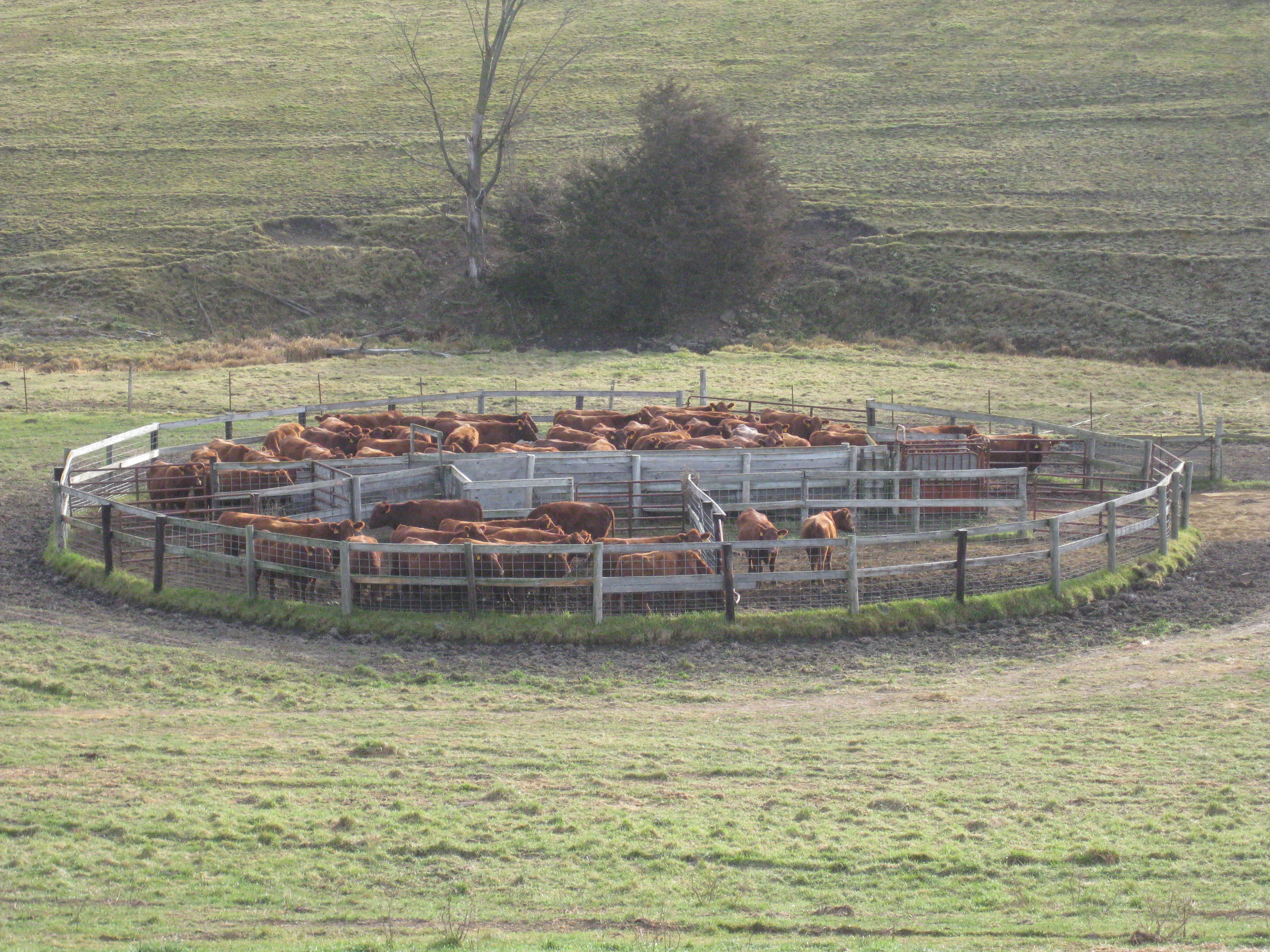 Cattle Loading Corral Design - Corral For 200 Head Of Cows Google Search Ca...