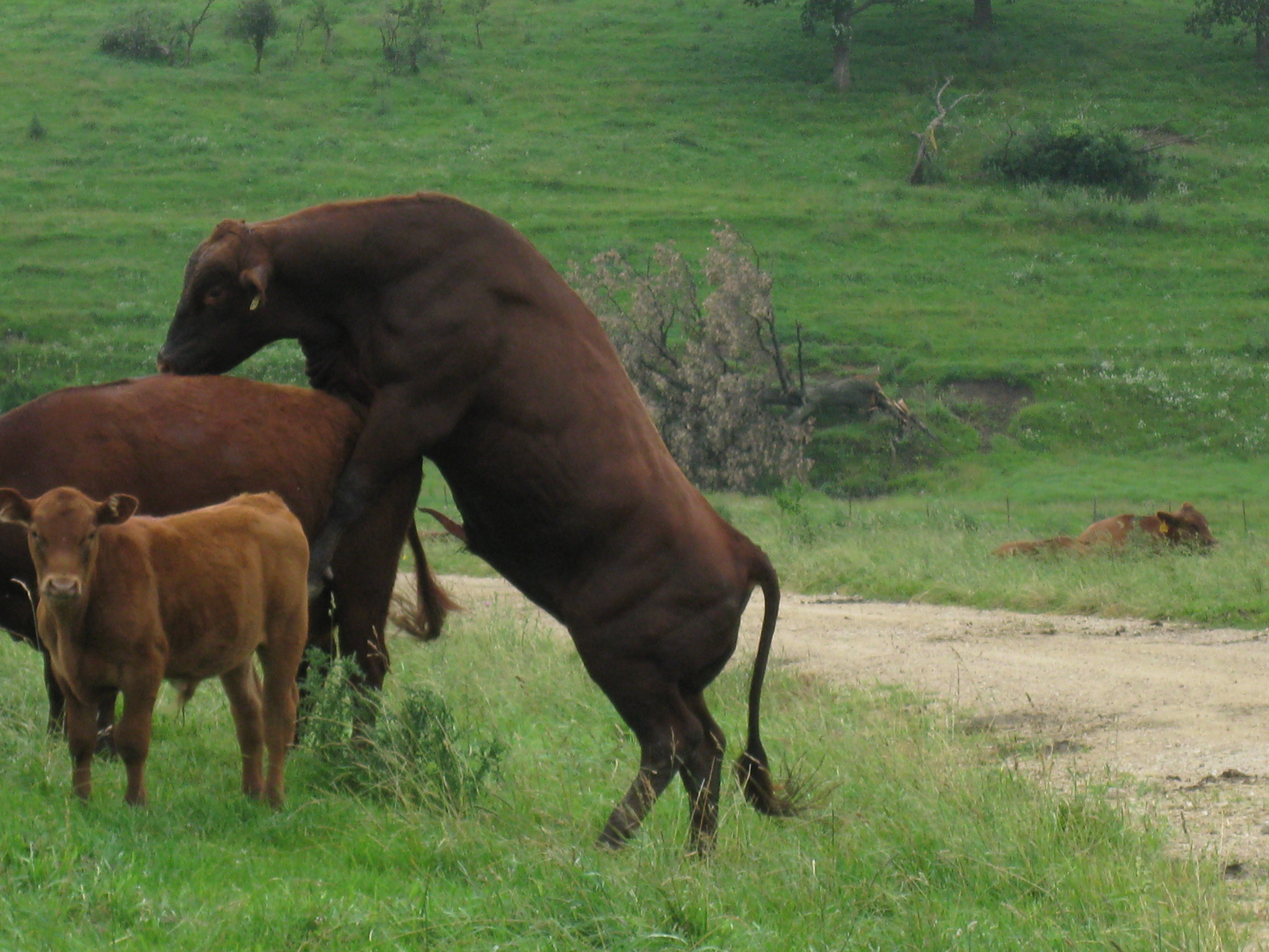 Спаривание быков с быками. Корова и бык.